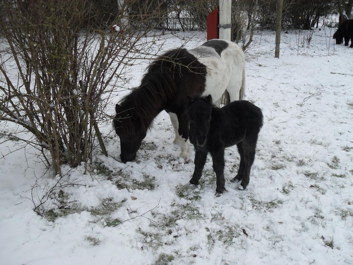 Shetlænder Lille-Pølle - 2½ uge gammel billede 19