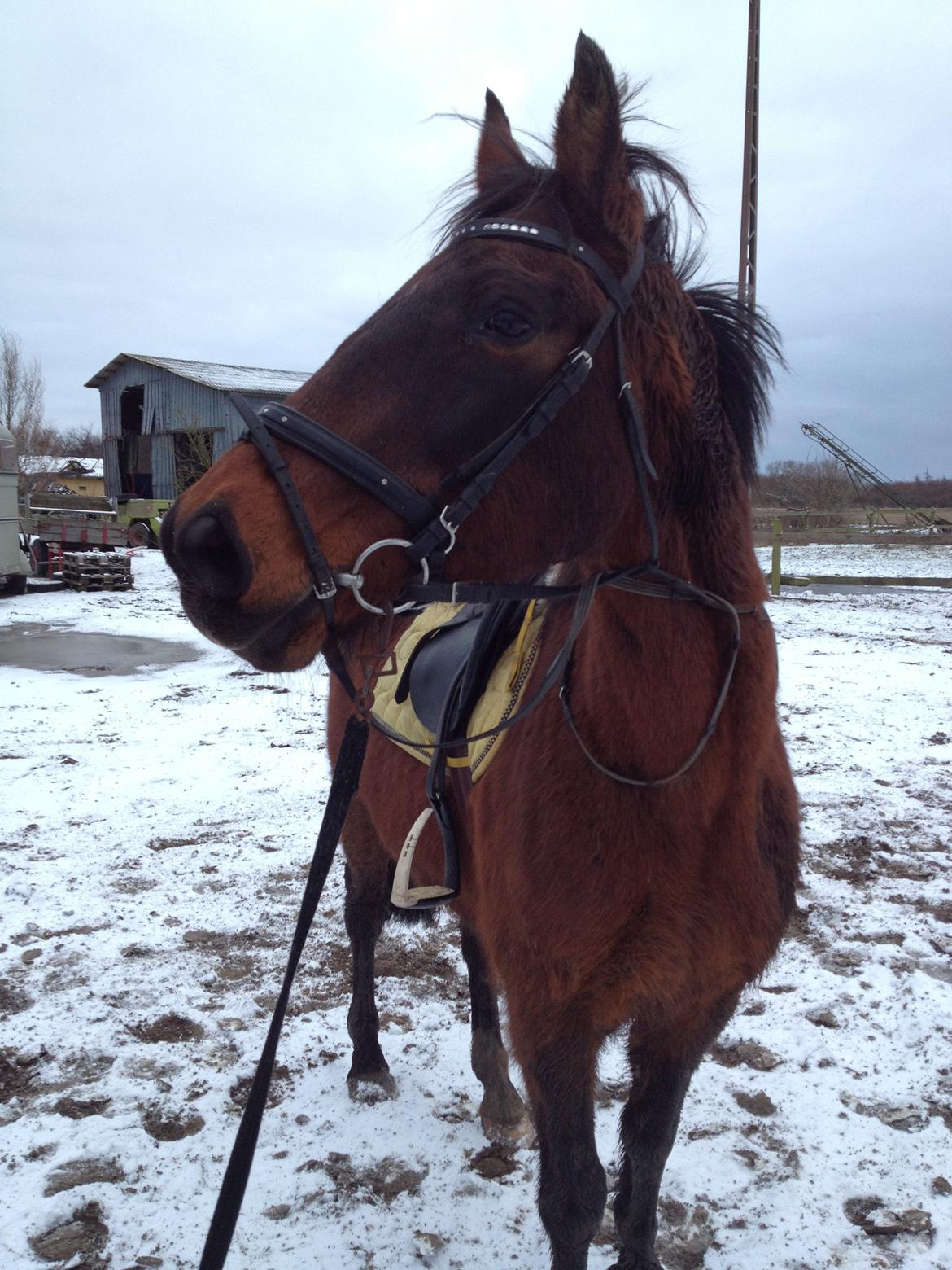 Anden særlig race Karizma (O.conner) (solgt)  billede 4