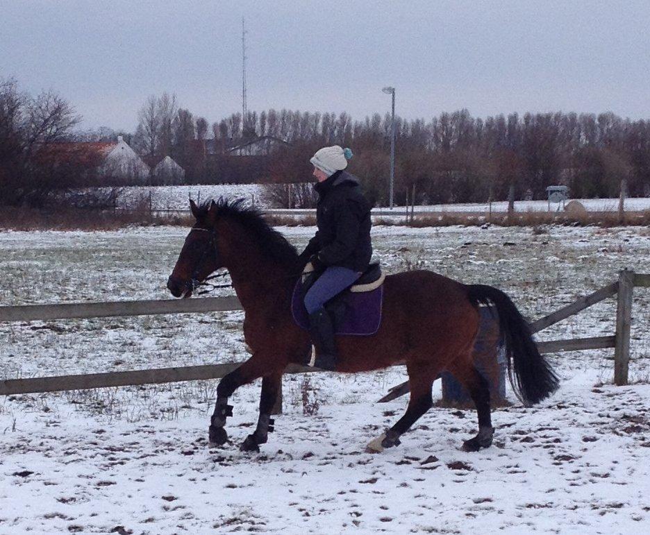 Anden særlig race Karizma (O.conner) (solgt)  billede 15