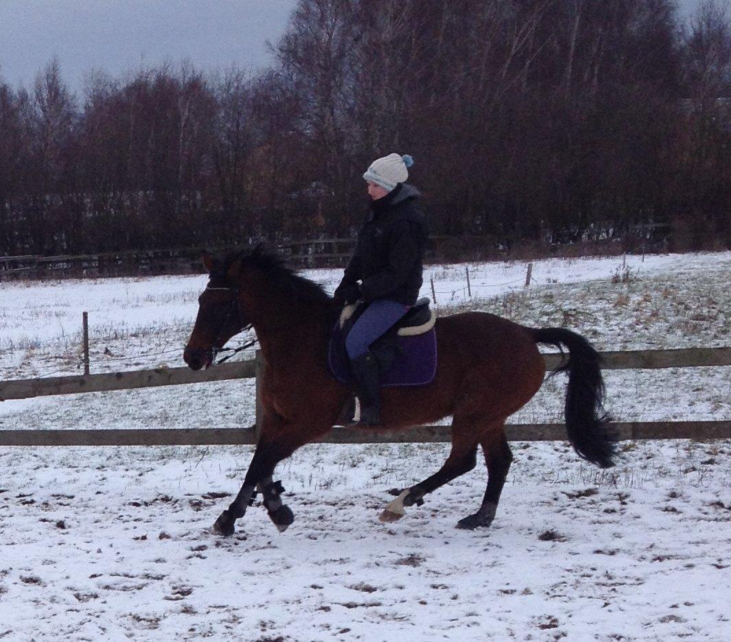 Anden særlig race Karizma (O.conner) (solgt)  billede 16