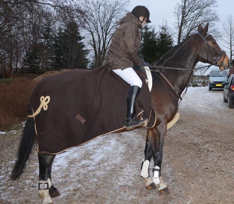Dansk Varmblod tamara 9402182 R.I.P lever i vores hejerter billede 5