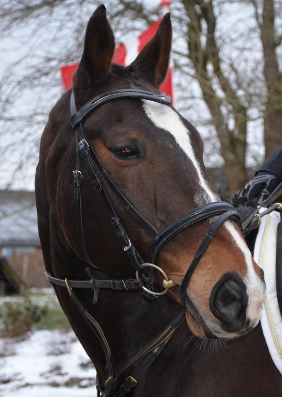 Dansk Varmblod tamara 9402182 R.I.P lever i vores hejerter billede 9
