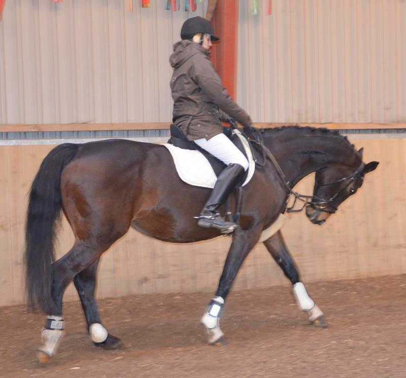 Dansk Varmblod tamara 9402182 R.I.P lever i vores hejerter billede 13