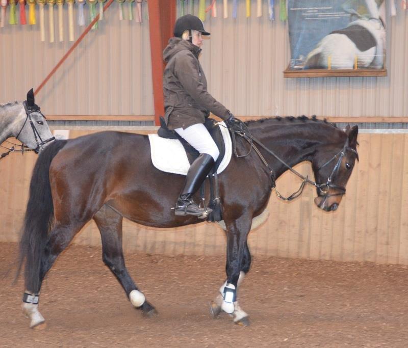 Dansk Varmblod tamara 9402182 R.I.P lever i vores hejerter billede 15