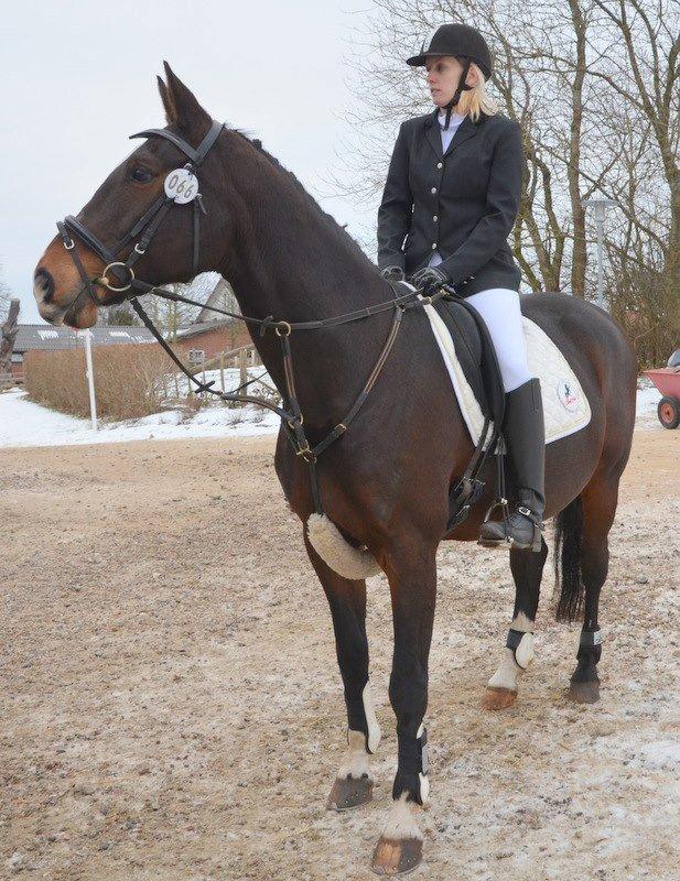 Dansk Varmblod tamara 9402182 R.I.P lever i vores hejerter billede 18