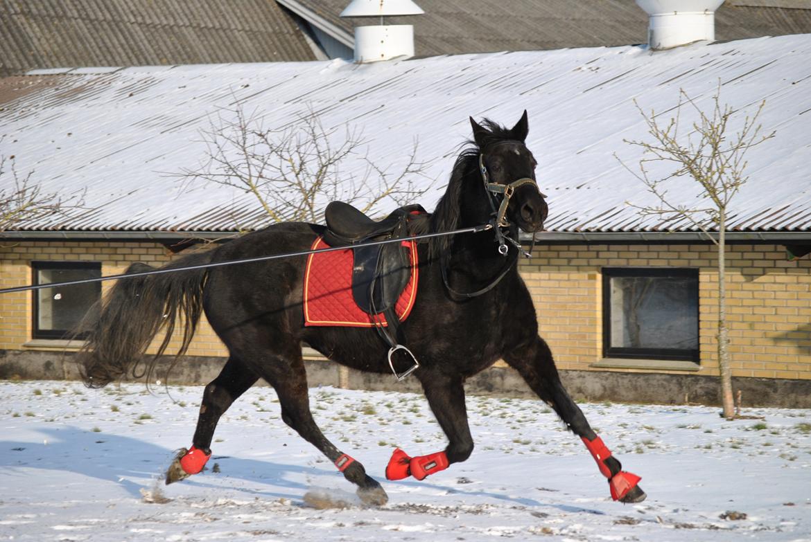 Traver Lucky Tail :)(aflivet 15-4-15) billede 7