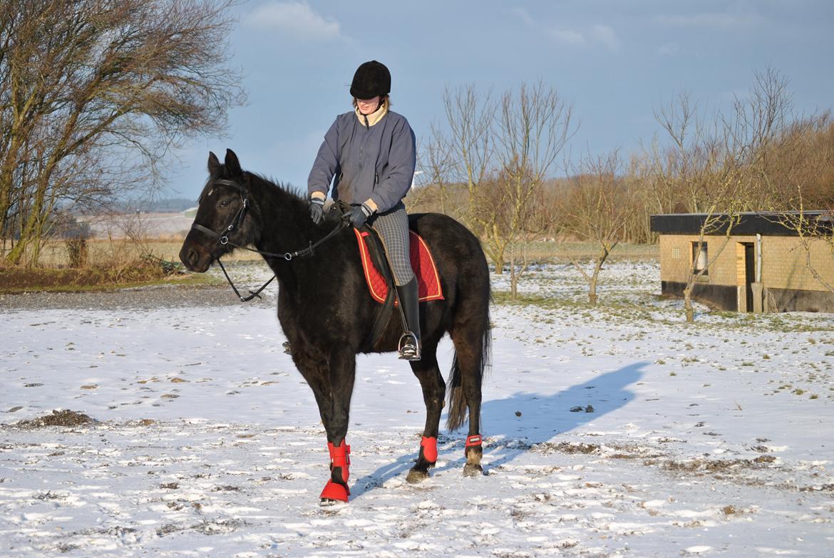 Traver Lucky Tail :)(aflivet 15-4-15) billede 3