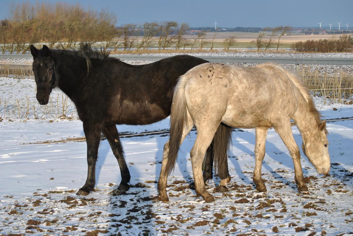Traver Lucky Tail :)(aflivet 15-4-15) billede 15