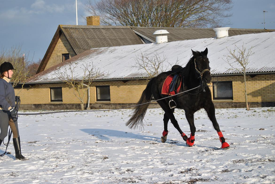 Traver Lucky Tail :)(aflivet 15-4-15) billede 16
