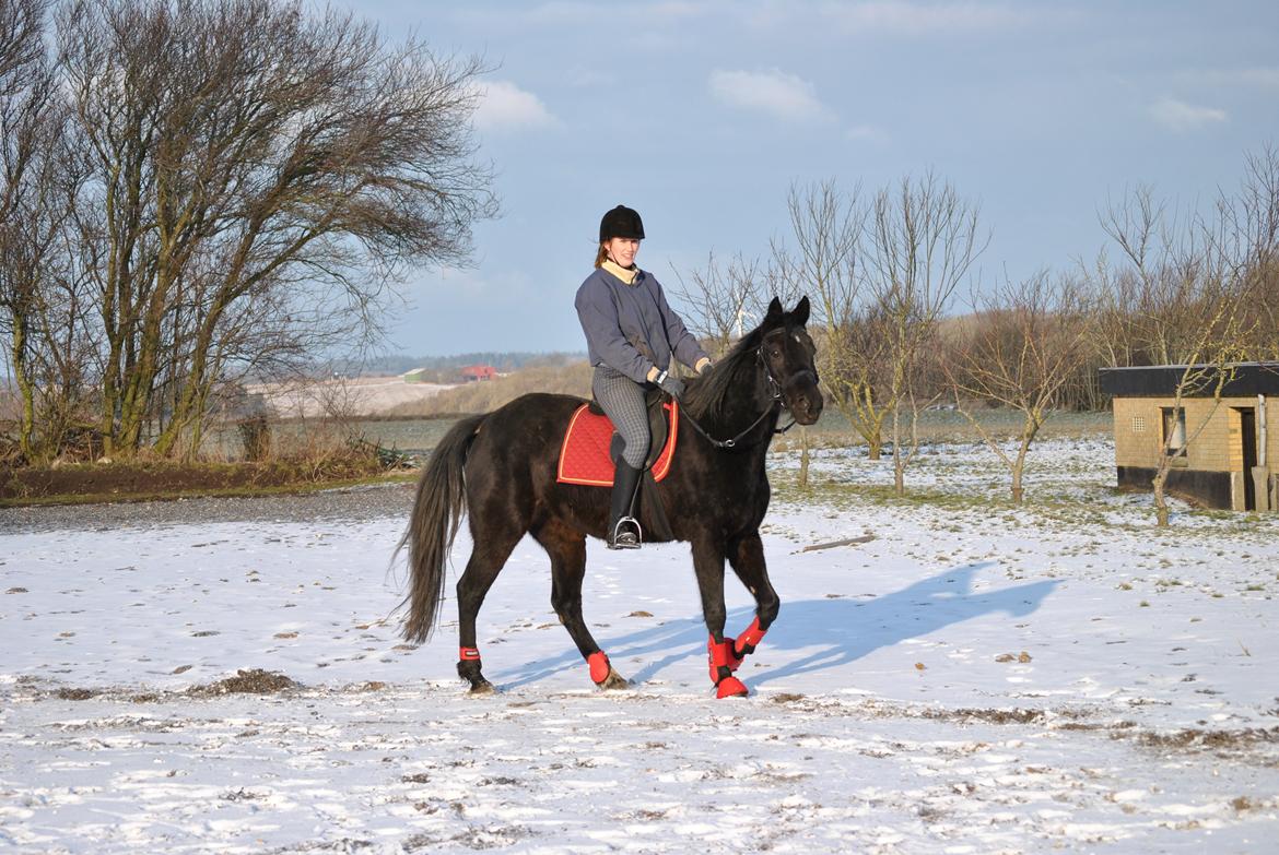 Traver Lucky Tail :)(aflivet 15-4-15) billede 17