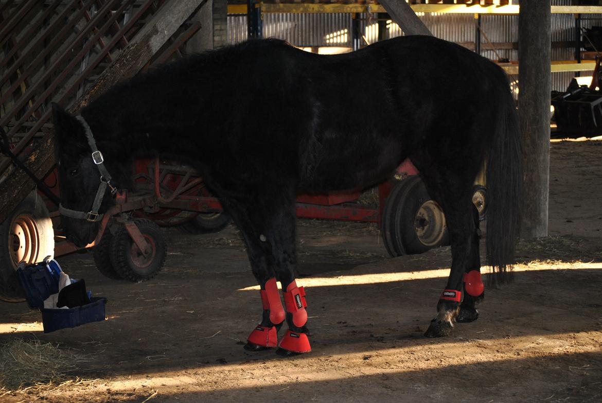 Traver Lucky Tail :)(aflivet 15-4-15) billede 18