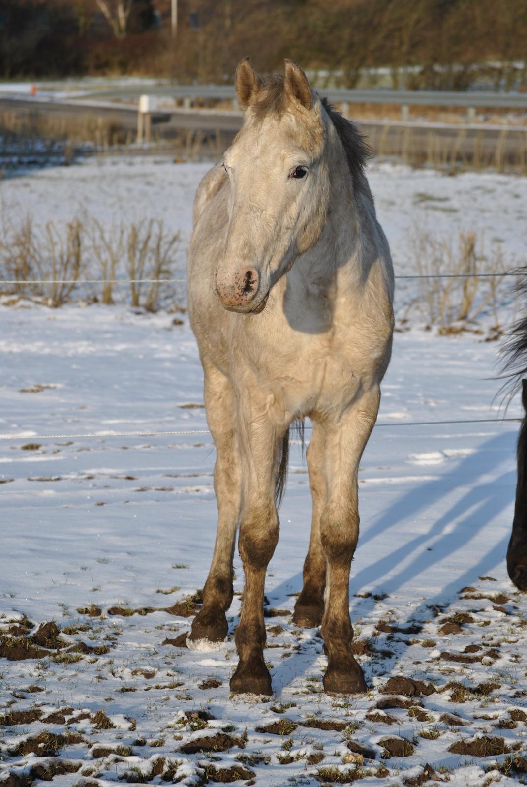 Knabstrupper Makur :-)(solgt) billede 16