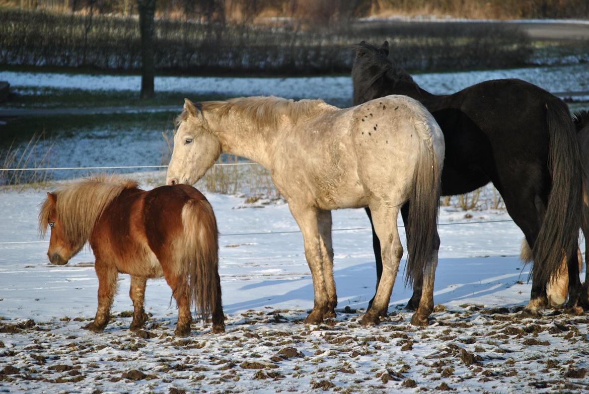 Knabstrupper Makur :-)(solgt) billede 9
