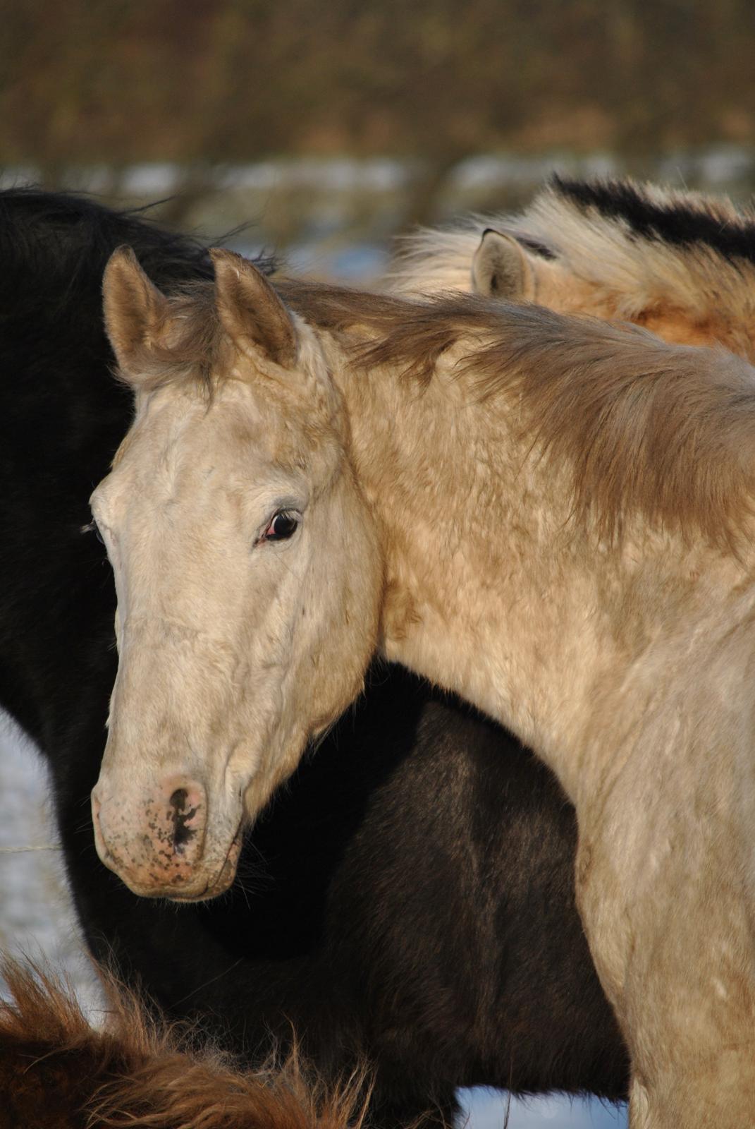 Knabstrupper Makur :-)(solgt) billede 5