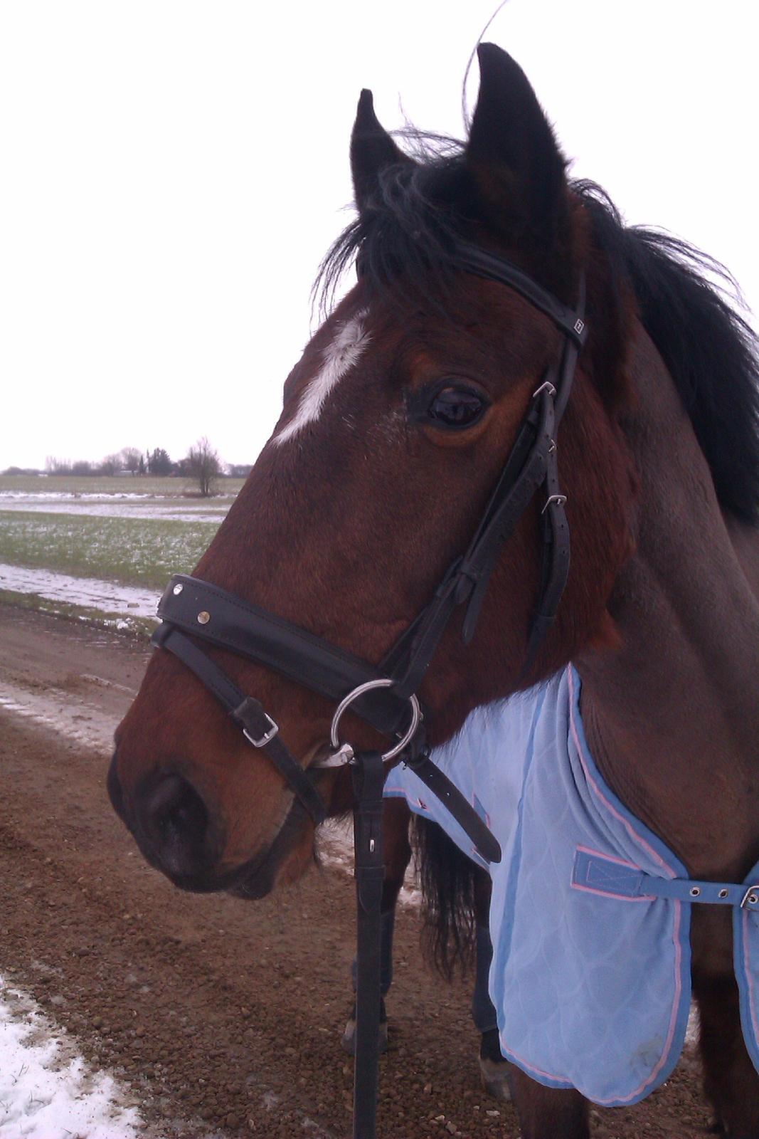 Hollandsk Sportspony Nortan <3 *best friend* (Dengsen) - Vores sidste dag sammen <3 lidt bøsset med det blå dækken, men  kommer sgu til at savne ballademageren!

11.02.1013 billede 20