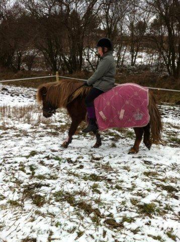 Shetlænder Maja:-*<3 - Min nye bedste ven!<3 billede 15