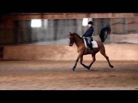 Dansk Varmblod Satchmo billede 14