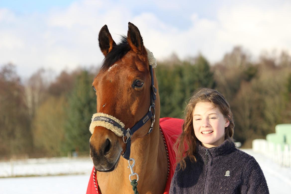 Dansk Varmblod Satchmo billede 17