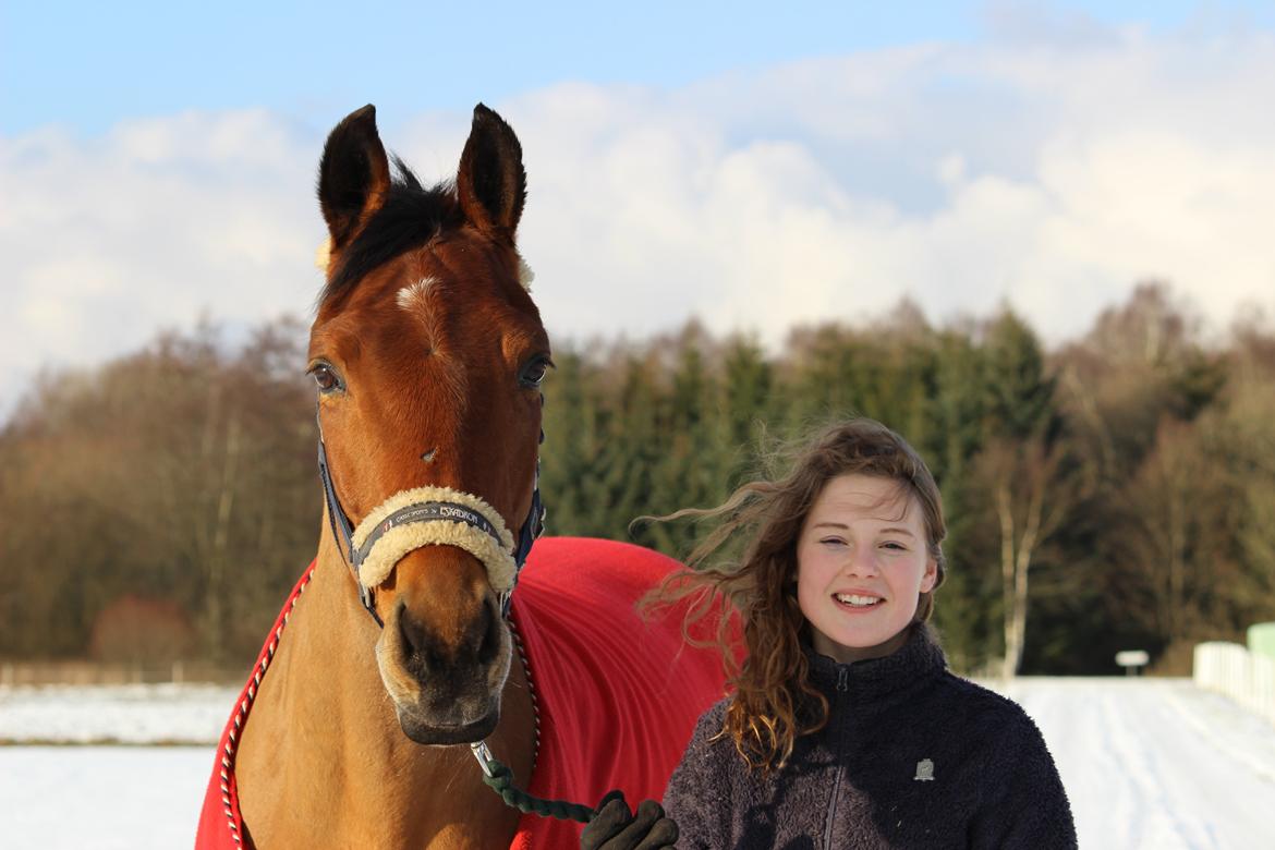 Dansk Varmblod Satchmo billede 4