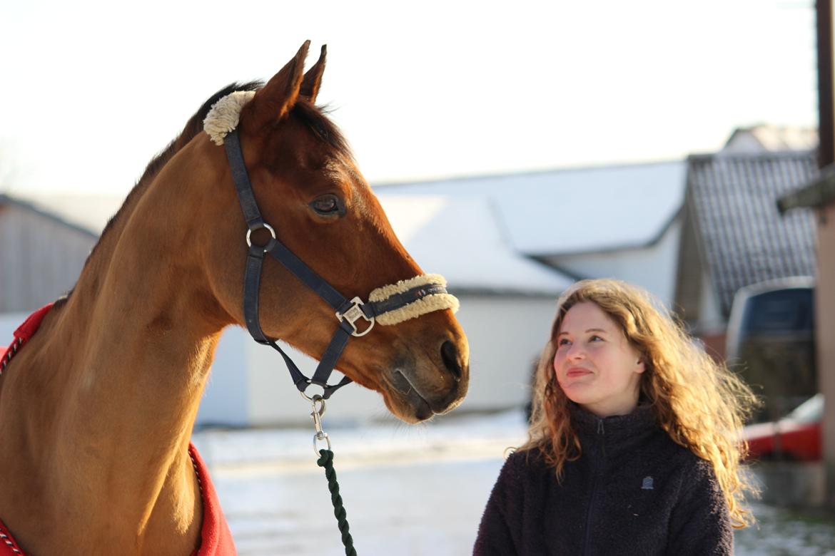 Dansk Varmblod Satchmo billede 18