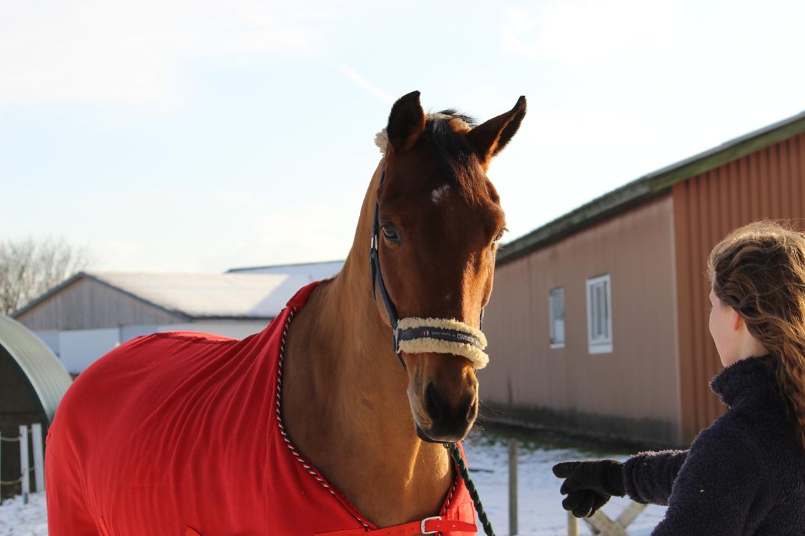 Dansk Varmblod Satchmo billede 20