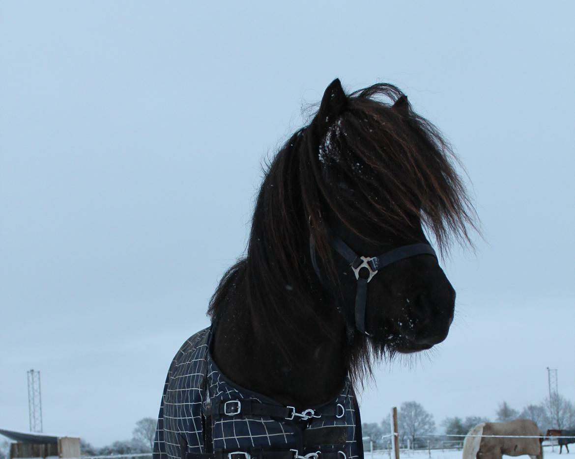 Islænder Stökull fraStudsgaard billede 17