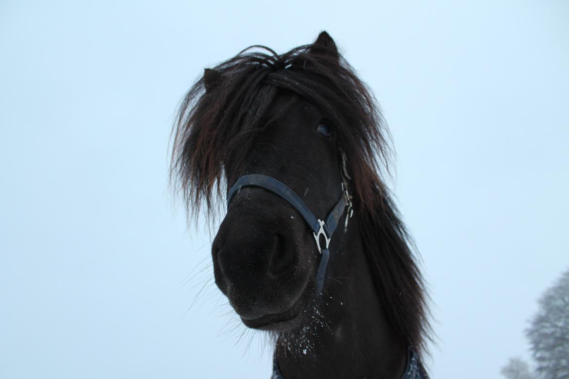 Islænder Stökull fraStudsgaard billede 18