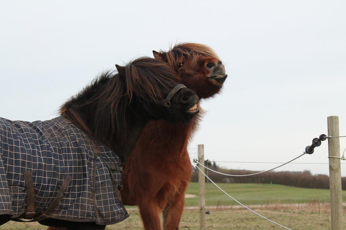 Islænder Stökull fraStudsgaard billede 2