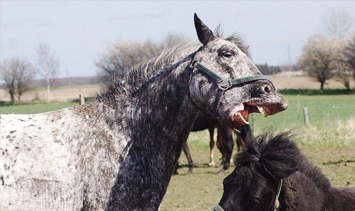 Appaloosa Benno - april 2012 billede 19