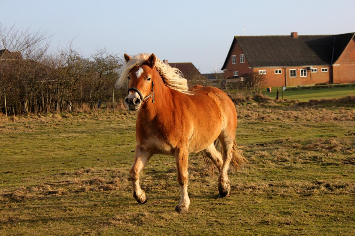 Haflinger Diamond-Diana.  SOLGT  billede 9