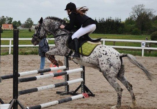 Appaloosa Benno - LC på RVV, maj 2012 billede 6