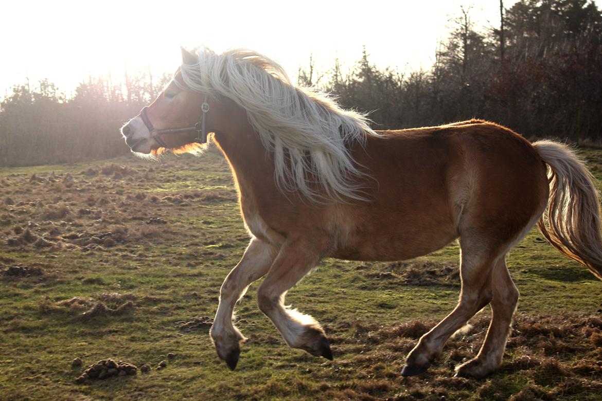 Haflinger Diamond-Diana.  SOLGT  billede 11