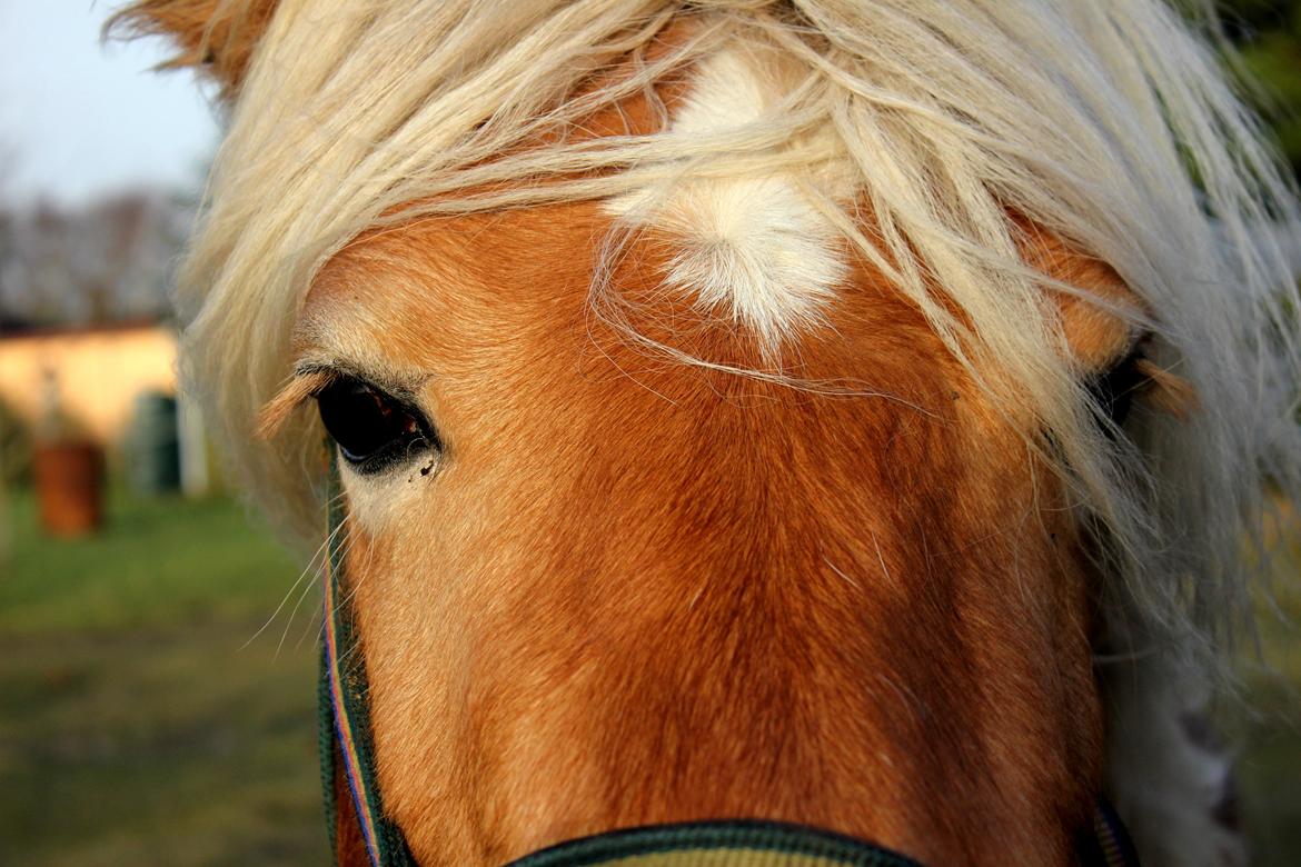 Haflinger Diamond-Diana.  SOLGT  billede 12
