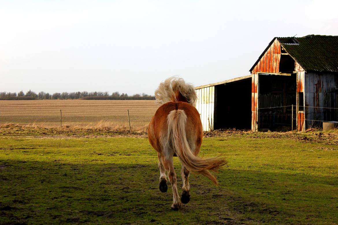 Haflinger Diamond-Diana.  SOLGT  - Når enden er god, er alting godt (;  billede 16