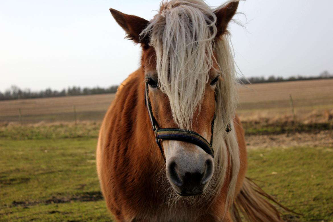 Haflinger Diamond-Diana.  SOLGT  - En typisk Dina situation ;.D billede 14