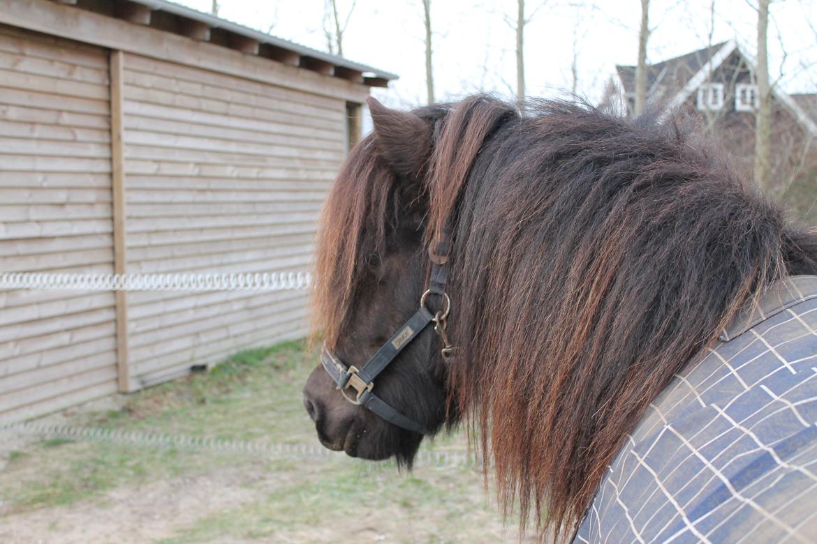 Islænder Stökull fraStudsgaard billede 19
