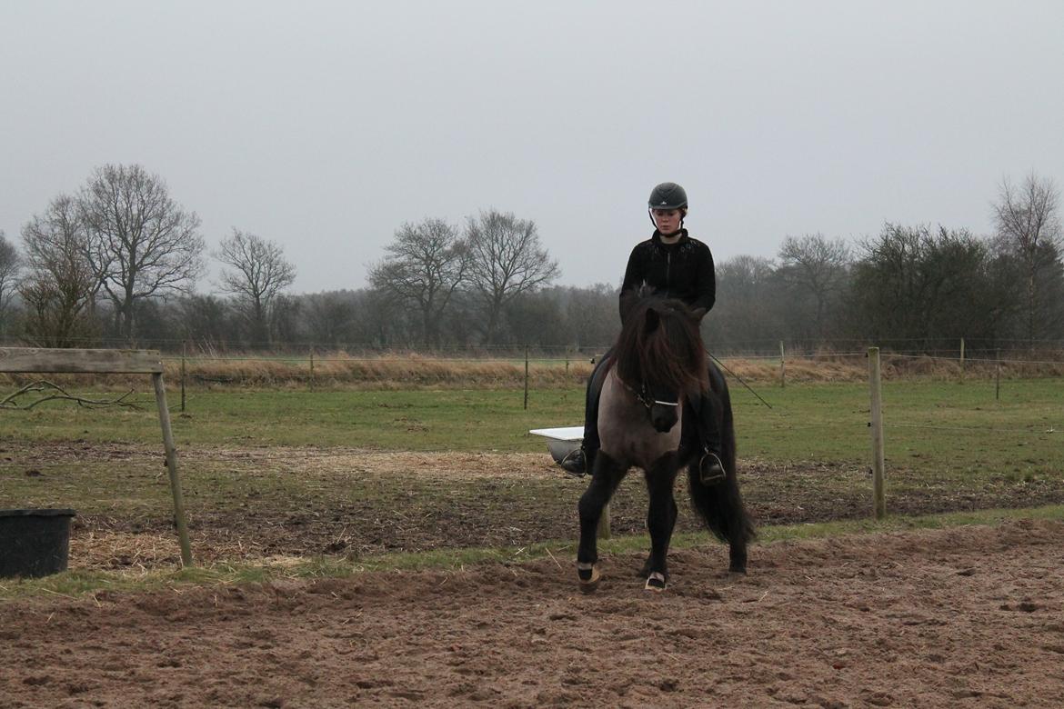 Islænder Stökull fraStudsgaard billede 5