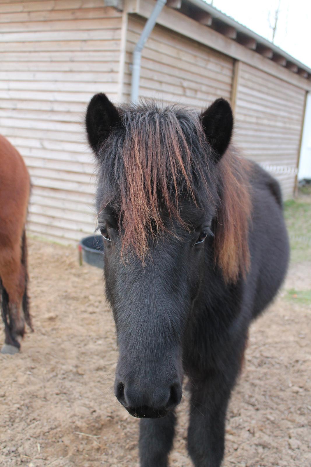 Islænder Ávaldi fra Ny Amtoftgaard billede 8