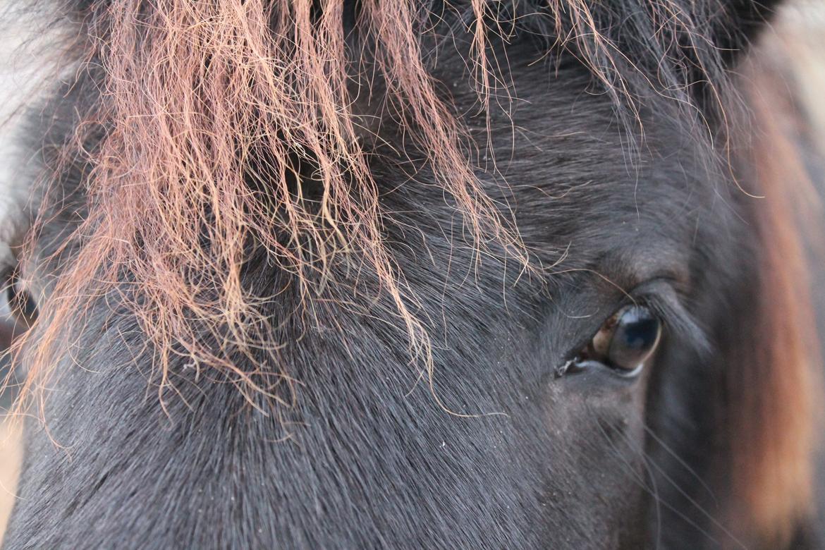 Islænder Ávaldi fra Ny Amtoftgaard billede 17