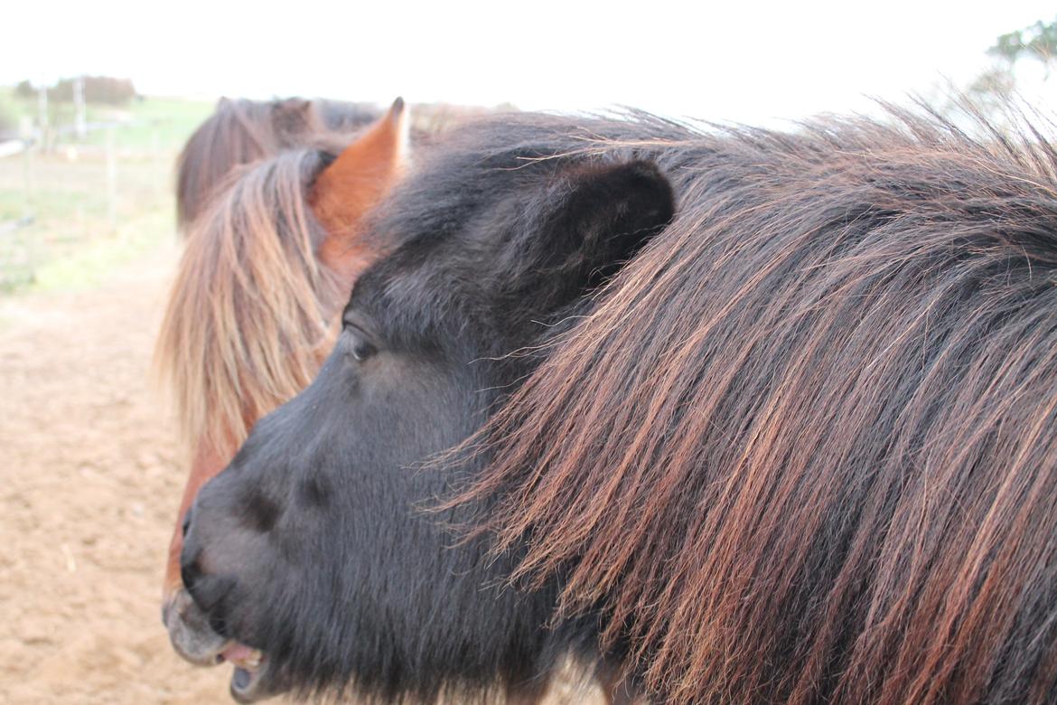 Islænder Ávaldi fra Ny Amtoftgaard billede 18