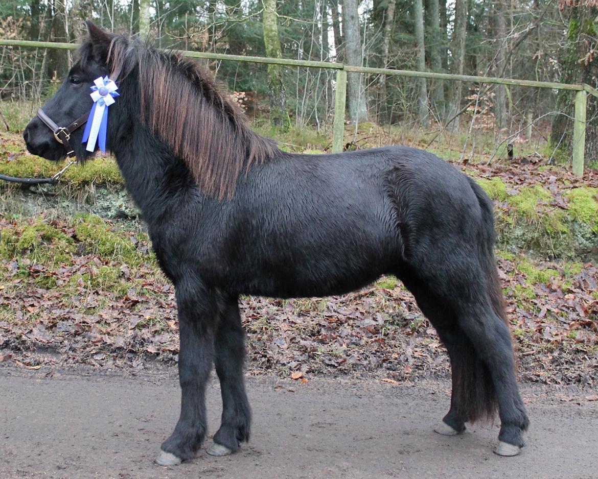 Islænder Ávaldi fra Ny Amtoftgaard billede 1