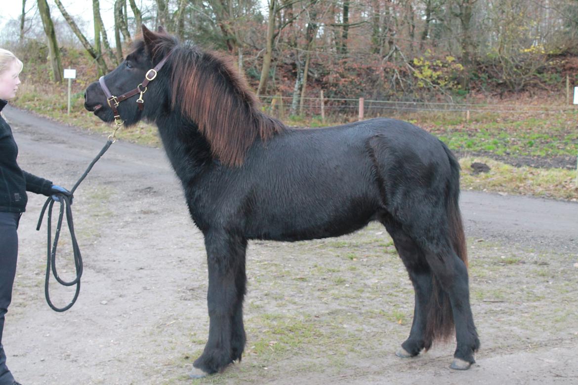 Islænder Ávaldi fra Ny Amtoftgaard billede 2