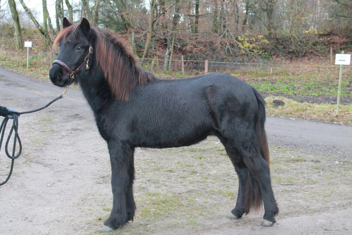 Islænder Ávaldi fra Ny Amtoftgaard billede 3