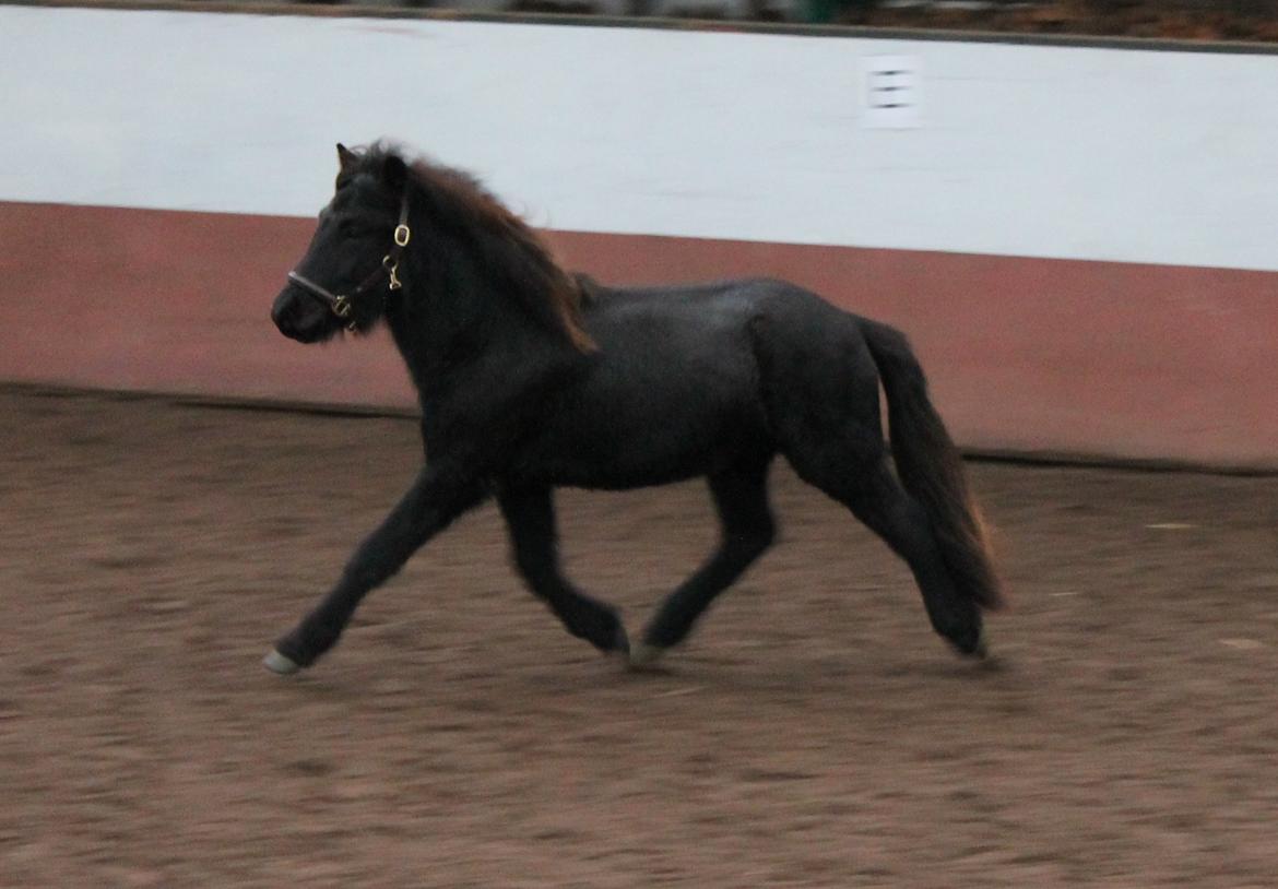 Islænder Ávaldi fra Ny Amtoftgaard billede 19