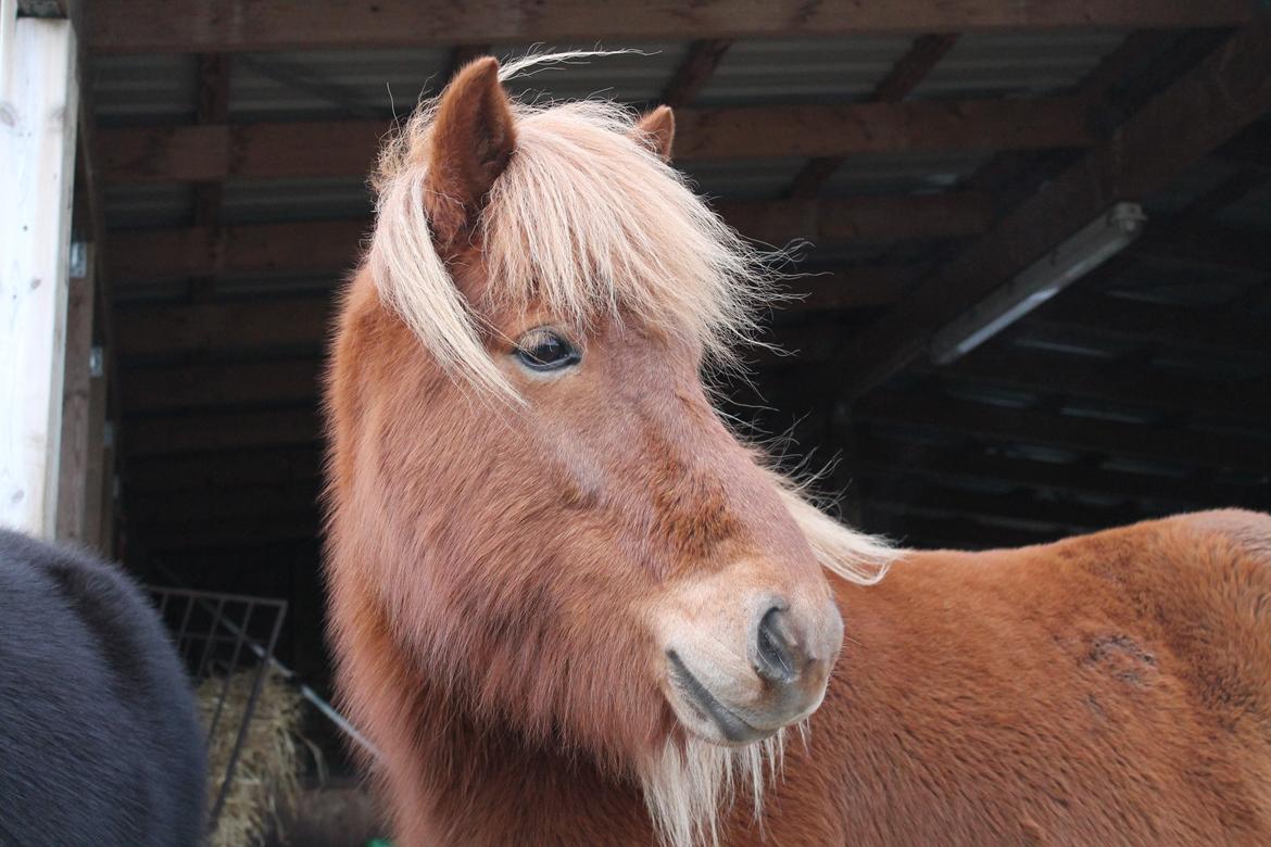 Islænder dúfa fra Lilkjær billede 3