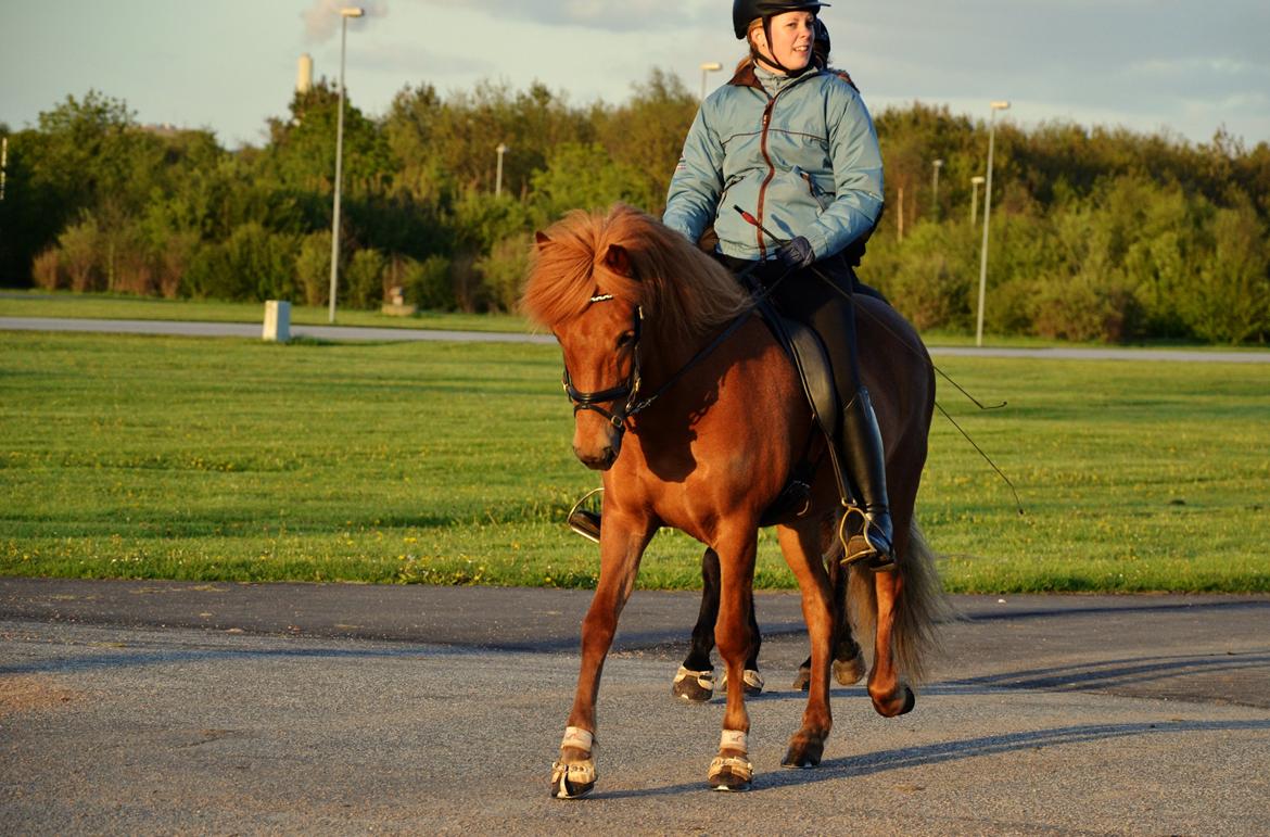 Islænder dúfa fra Lilkjær billede 6