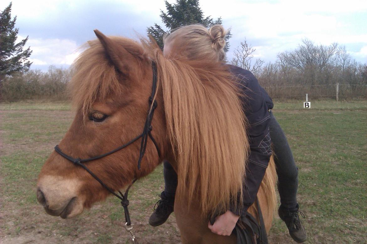 Islænder dúfa fra Lilkjær billede 2