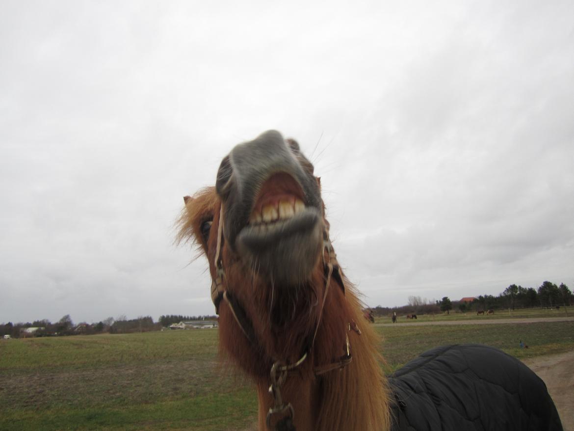 Islænder dúfa fra Lilkjær billede 20