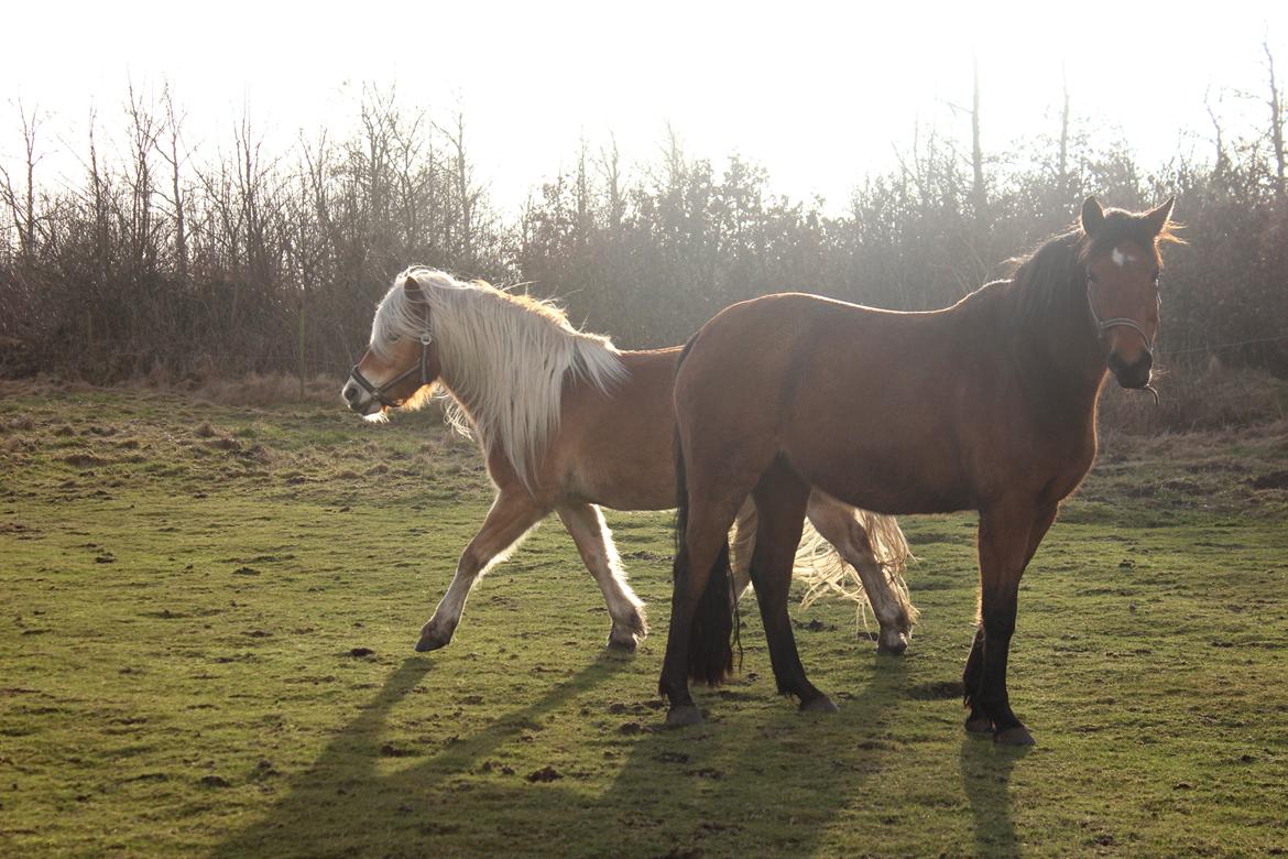 Dansk Varmblod Kraglunds Rosianna [ Tidl.LÅNEHEST] SOLGT!  billede 17