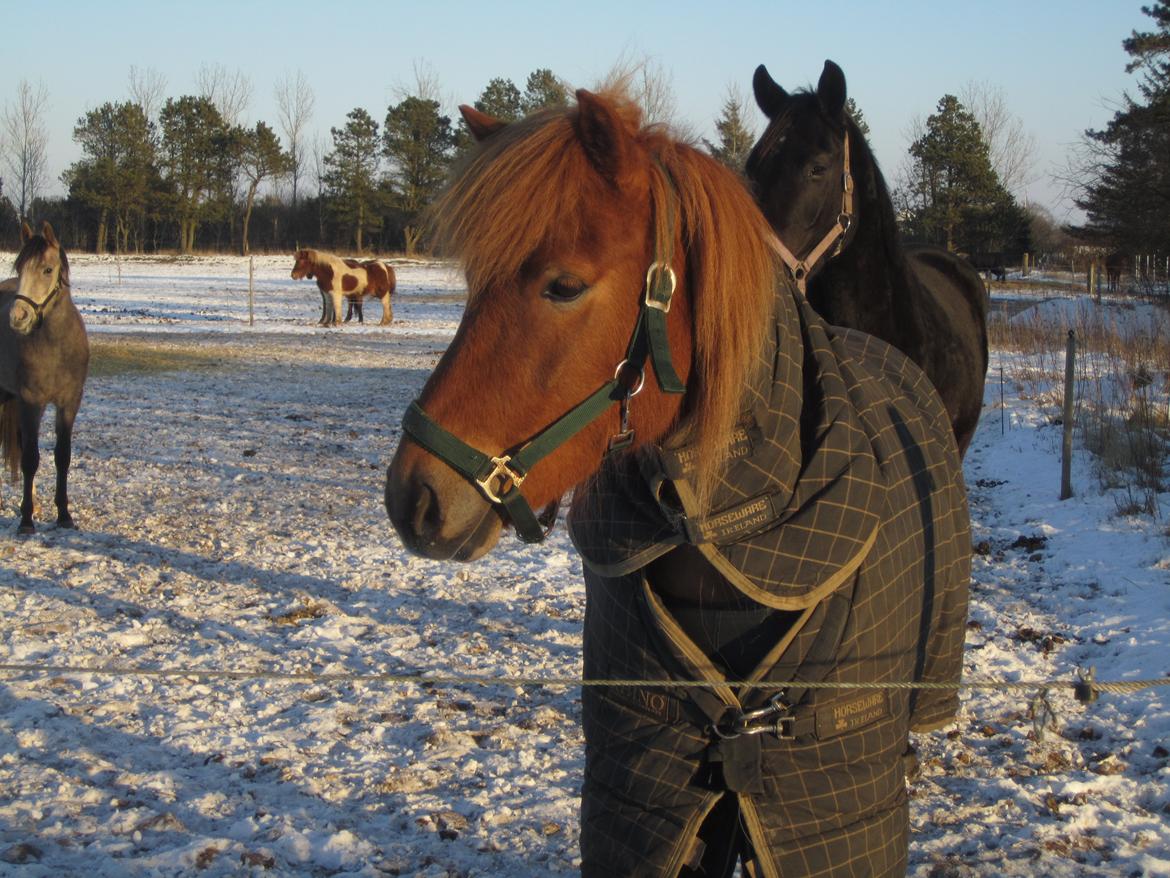 Islænder dúfa fra Lilkjær billede 8